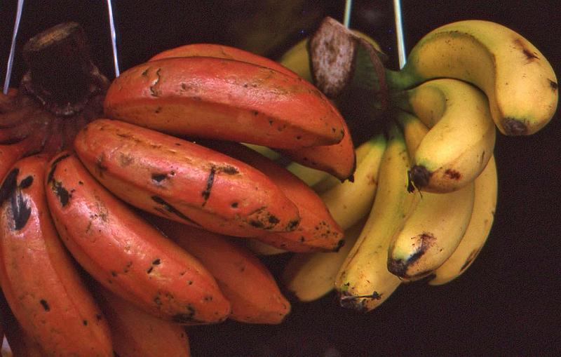 WT 0700 108-13 Malaysia.jpg